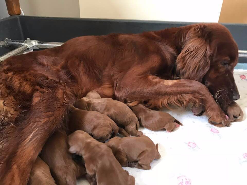 Du bois de balisy - Naissance des chiots de Hecta