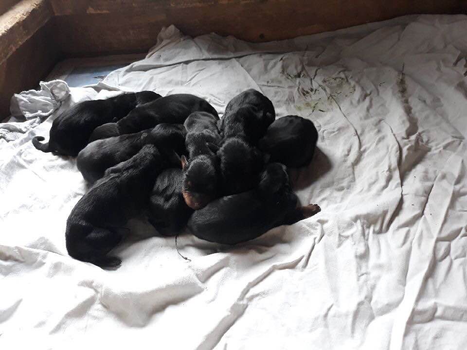 Du bois de balisy - Naissance de petits Gordon