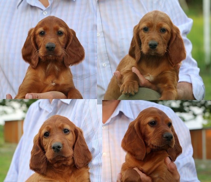 Du bois de balisy - Photo des chiots mâles 23 Mai 2018