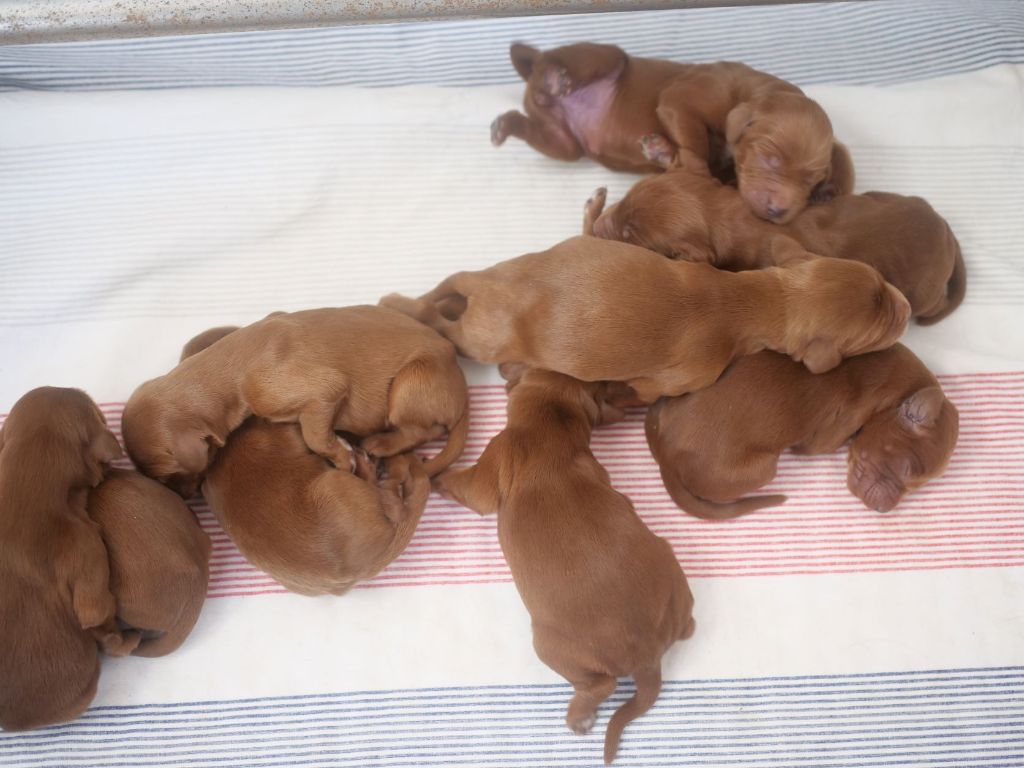Du bois de balisy - Naissance des chiots de Noumai