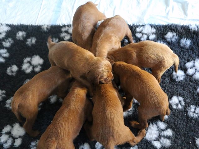 Du bois de balisy - Le 1er repas à base de croquettes pour les chiots de Guimauve 