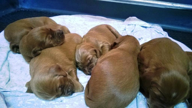 Du bois de balisy - Les chiots : 15 jours