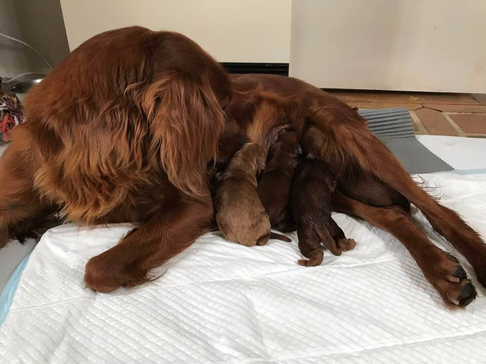 Du bois de balisy - Naissance des chiots de Guimauve