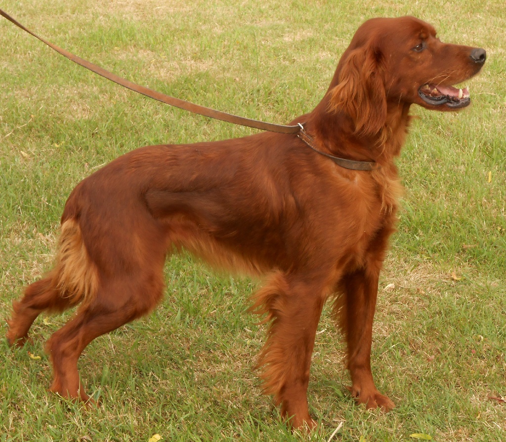 Du bois de balisy - Chiots à naitre