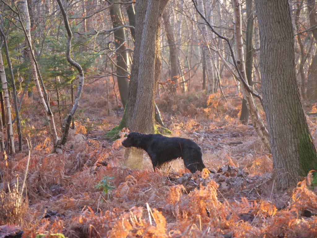 Saison chasse 2019 