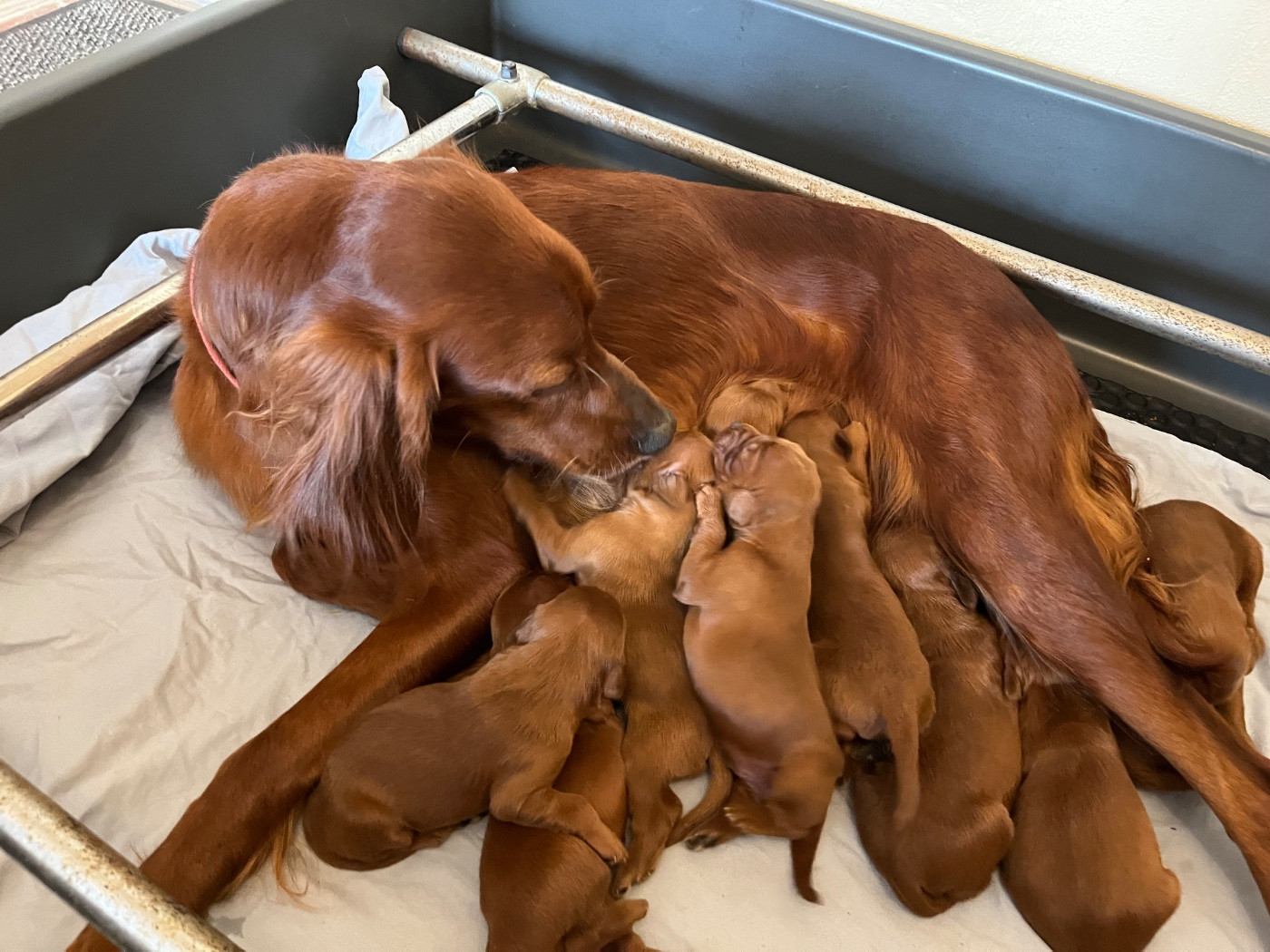 Chiot Setter irlandais rouge Du bois de balisy