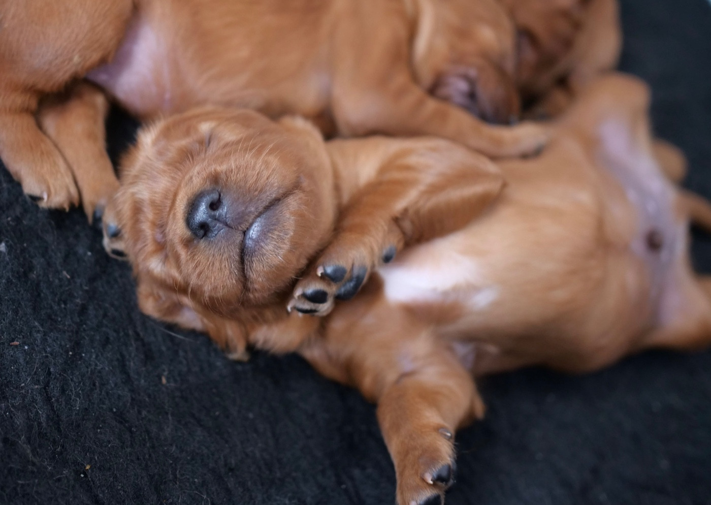 Du bois de balisy - Chiots disponibles - Setter irlandais rouge