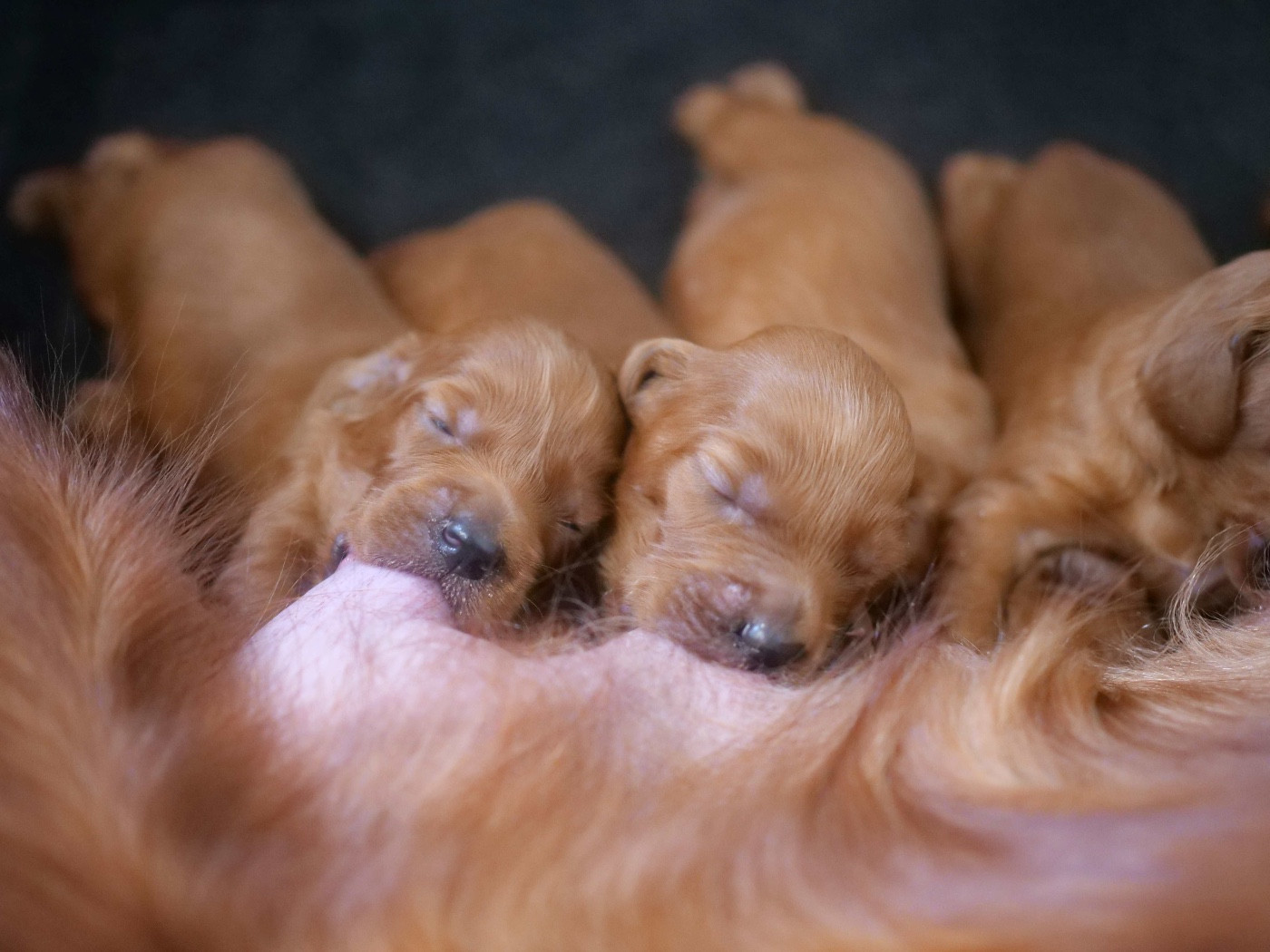 Du bois de balisy - Chiots disponibles - Setter irlandais rouge