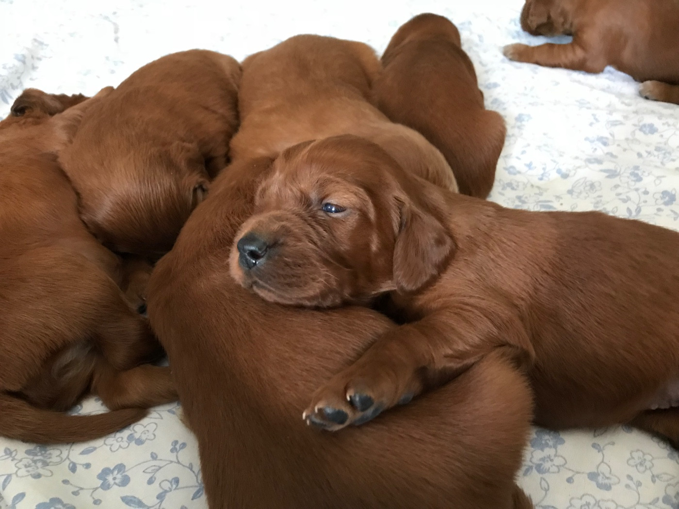 Du bois de balisy - Chiots disponibles - Setter irlandais rouge