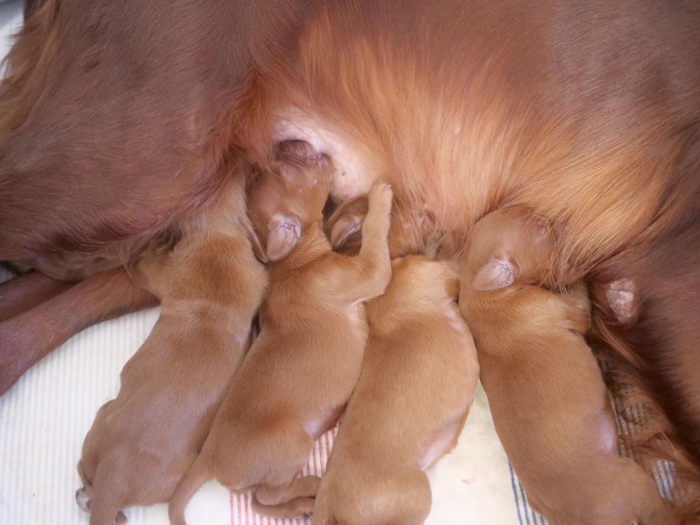 Du bois de balisy - Chiots disponibles - Setter irlandais rouge