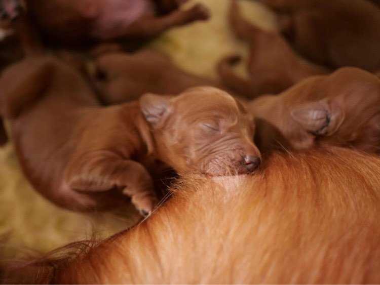 Du bois de balisy - Chiots disponibles - Setter irlandais rouge
