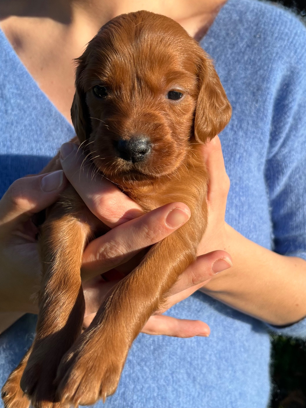 Du bois de balisy - Chiots disponibles - Setter irlandais rouge
