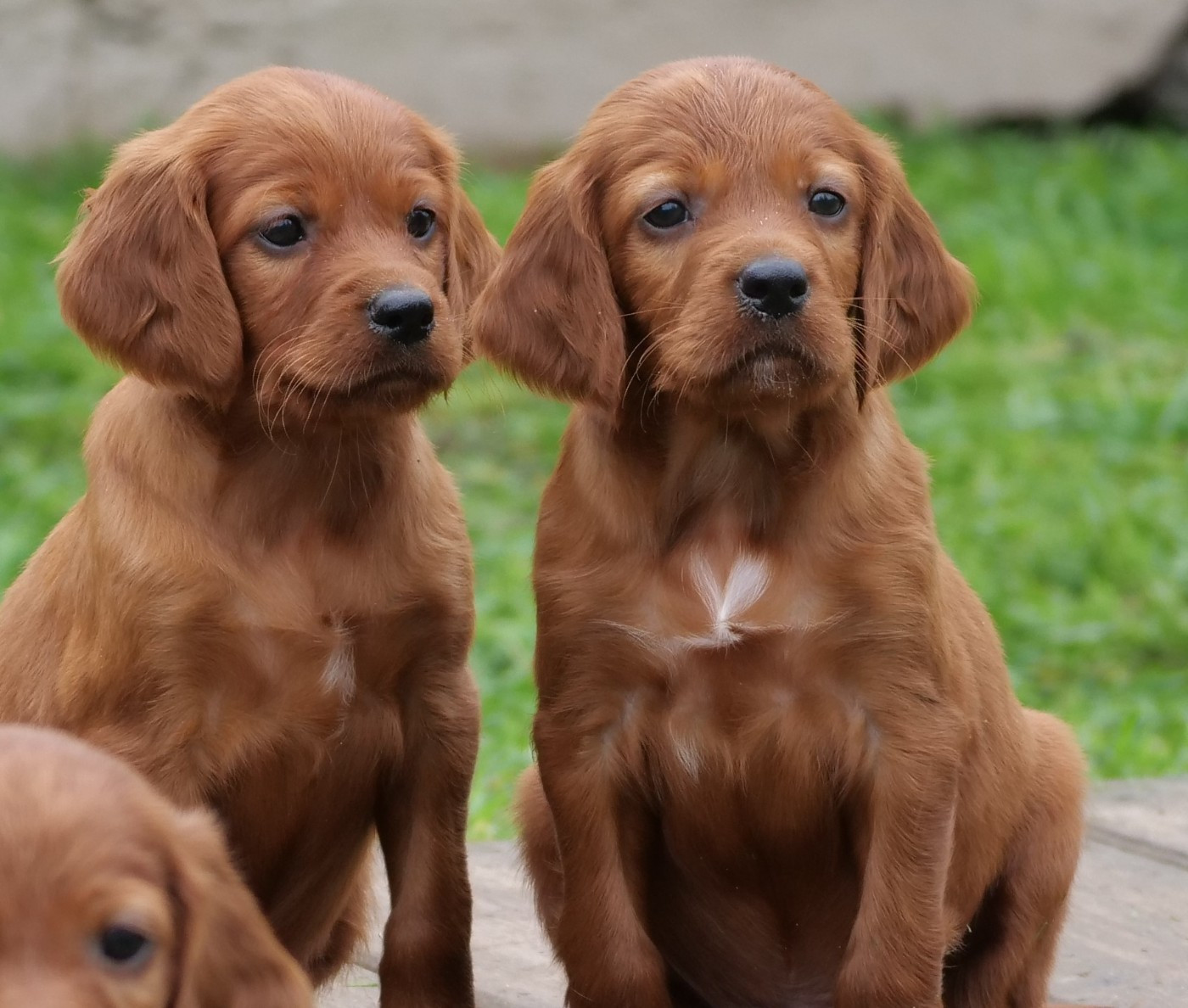 Du bois de balisy - Chiots disponibles - Setter irlandais rouge