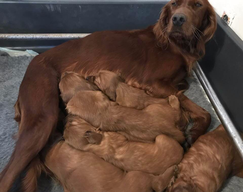 Chiot Setter irlandais rouge Du bois de balisy